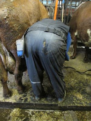 MON CORPS DE VACHE POUR LES FERMES ET LES AGRICULTEURS À UTILISER